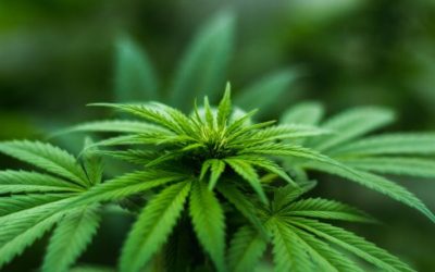 Cannabis récréatif et thérapeutique : quelle est la différence ?